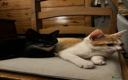Domestic Shorthair cats for sale: 2 kittens looking for a good home  - Image 2