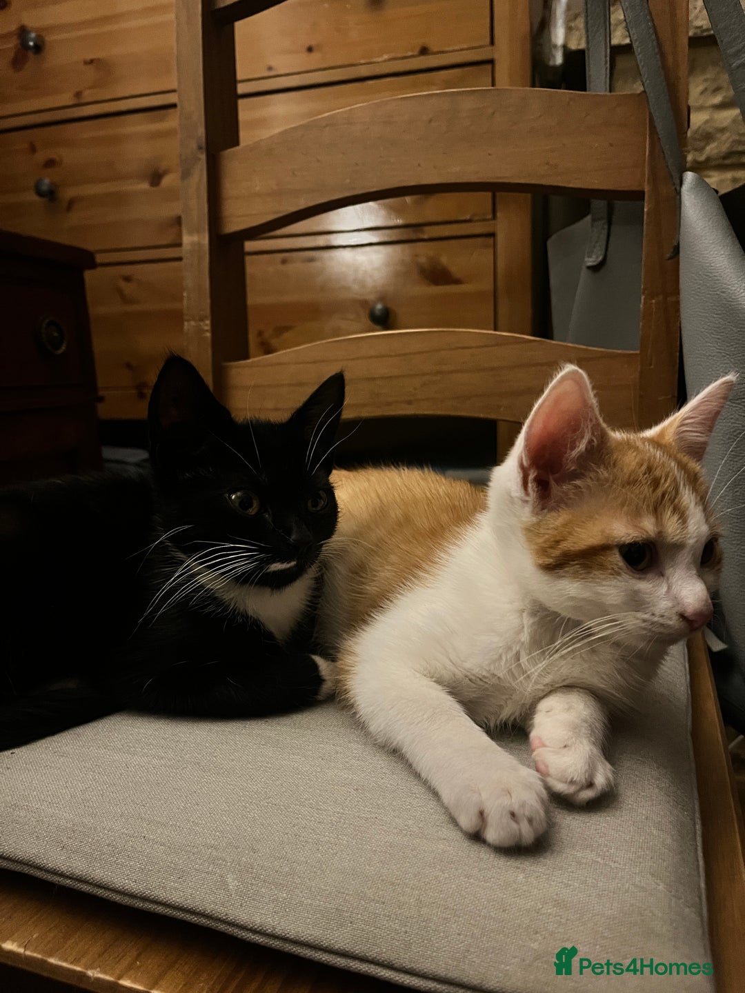 Domestic Shorthair cats for sale: 2 kittens looking for a good home  - Image 2