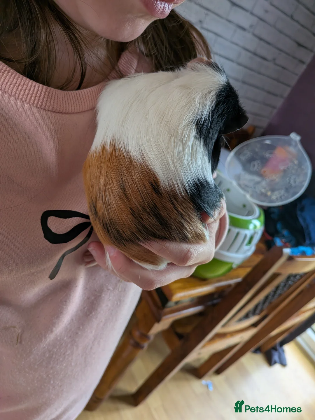 Guinea Pig rodents for sale: X3 male guinea pigs  - Advert 4