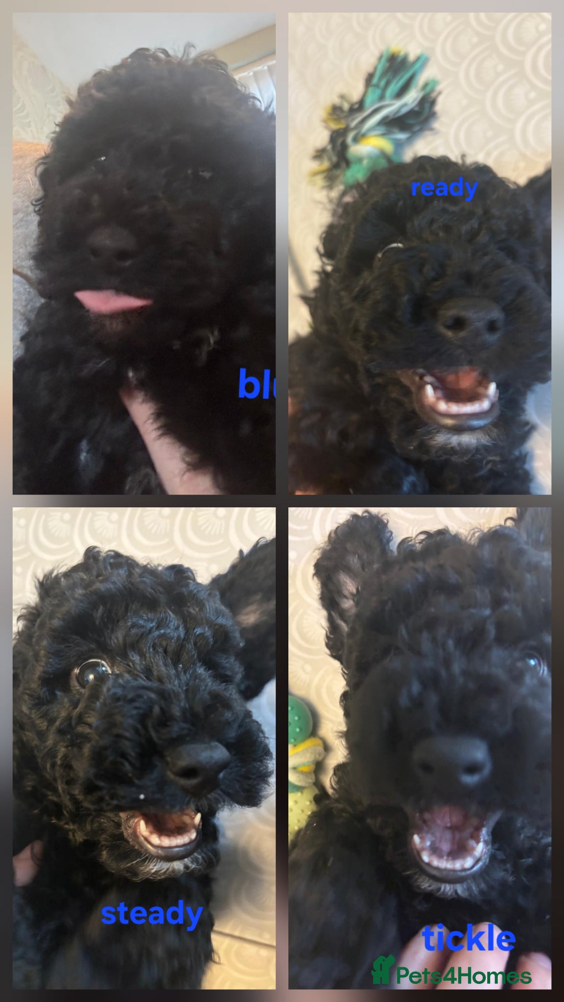 Cockapoo dogs 6 stunning cockerpoo only 1 boy and 2 girls left - Advert 2