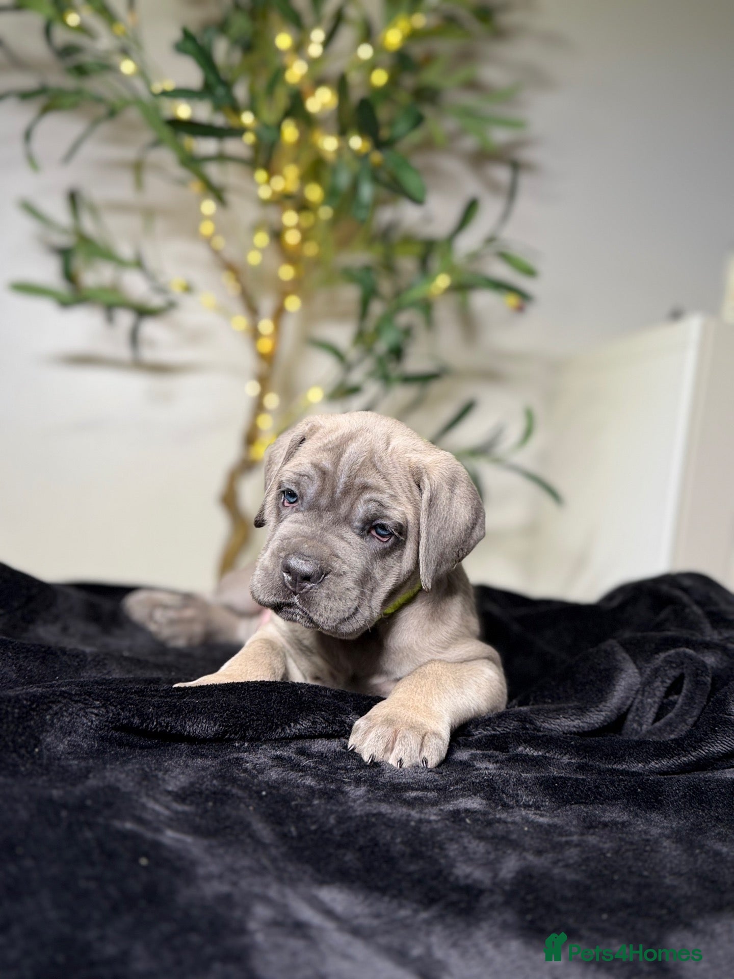 Cane Corso dogs ICCF registered, health tested, formentino pups 🏆 - Advert 3