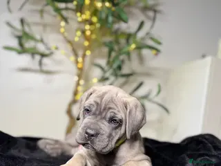 Cane Corso dogs ICCF registered, health tested, formentino pups 🏆 - Advert 3