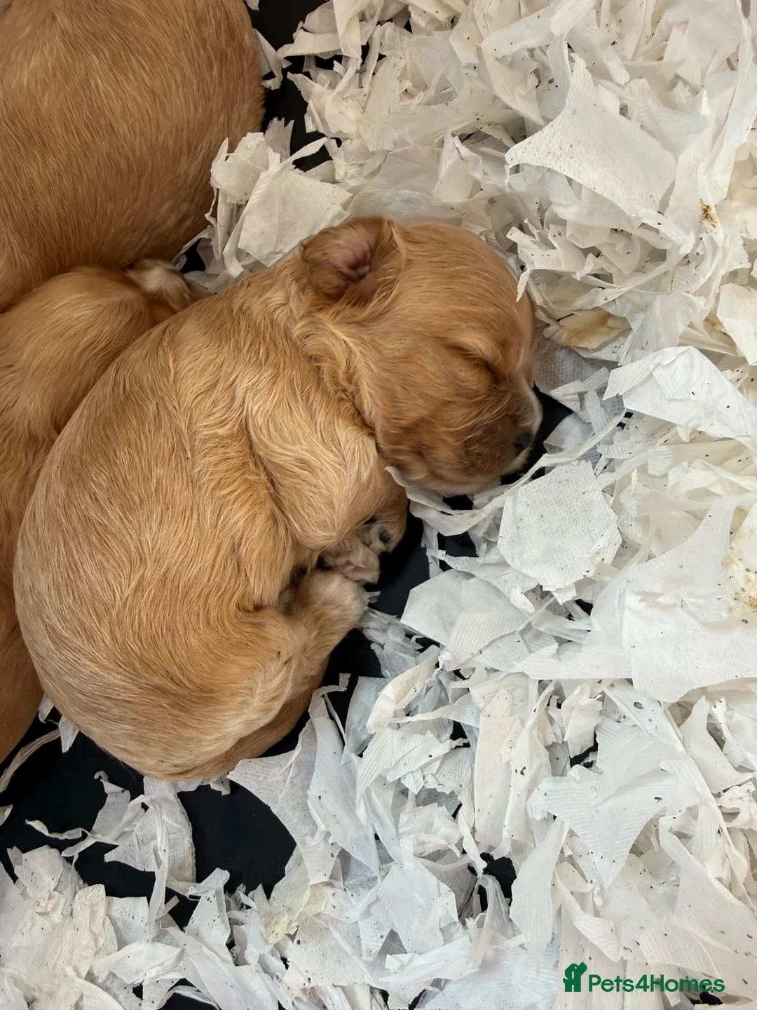 Cavapoo dogs for sale: Stunning F1 Cavapoos  - Advert 2