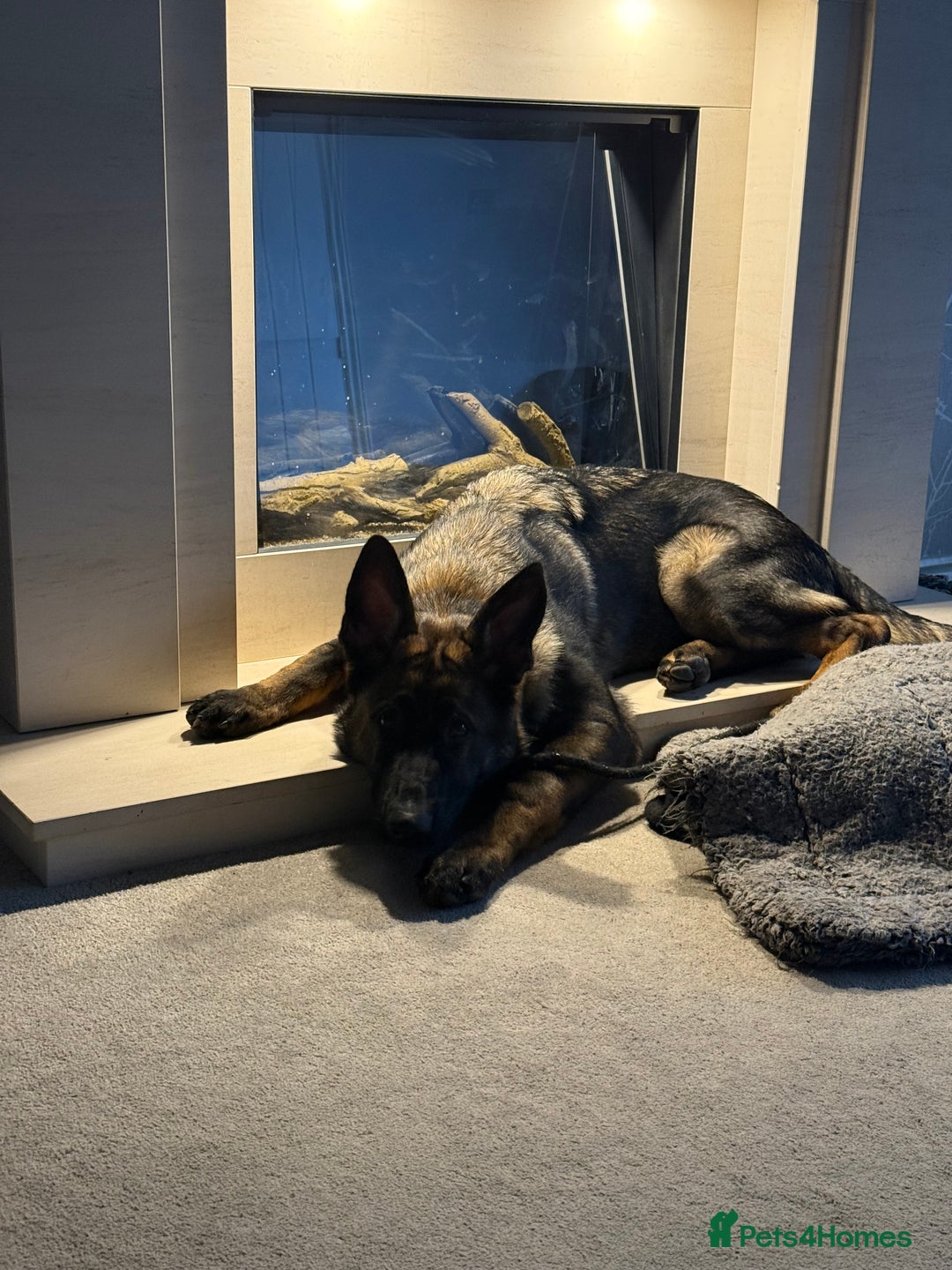 German Shepherd dogs for sale: Stunning Working line German Shepherd - Advert 9