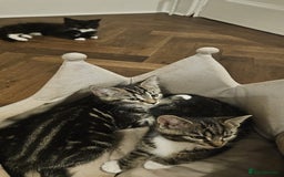 Maine Coon cats for sale: Tabby Maine coon x kittens. Ready to leave - Image 7