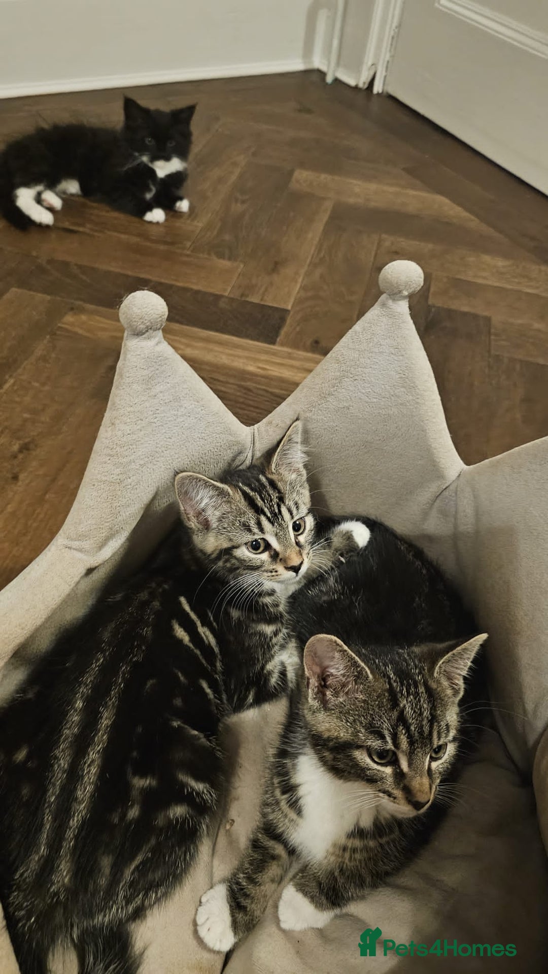 Maine Coon cats for sale: Tabby Maine coon x kittens. Ready to leave - Image 7