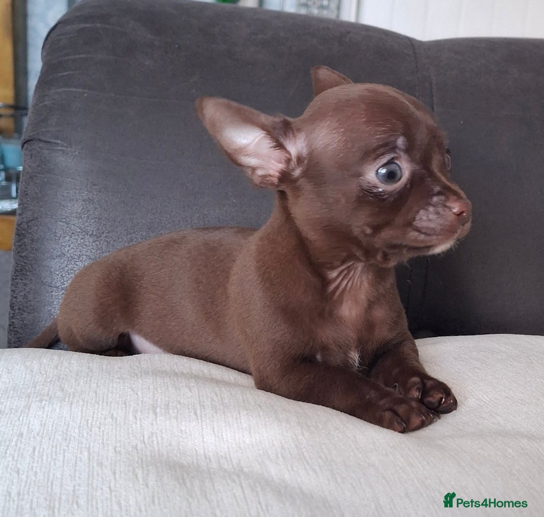 Chihuahua dogs for sale: Chihuahua puppies only 2 remain. - Image 2