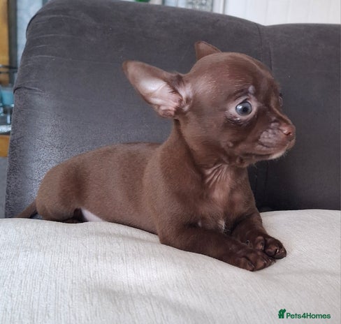 Chihuahua dogs - Advert 4