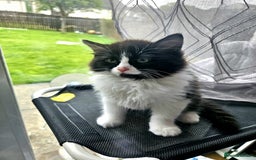 Ragdoll cats for sale: Adorable mixed Norwegian/Ragdoll left  in Dundee - Image 8
