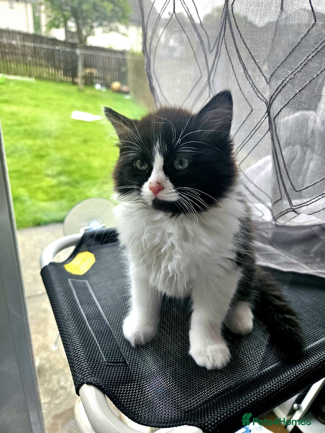 Ragdoll cats for sale: Adorable mixed Norwegian/Ragdoll left  in Dundee - Image 8