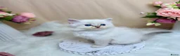 Ragdoll cats for sale: Outstanding Ragdoll Kittens✨Exceptional Quality - Advert 14