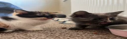 Mixed Breed cats for sale: 2 KITTENS AVAILABLE  - Advert 12