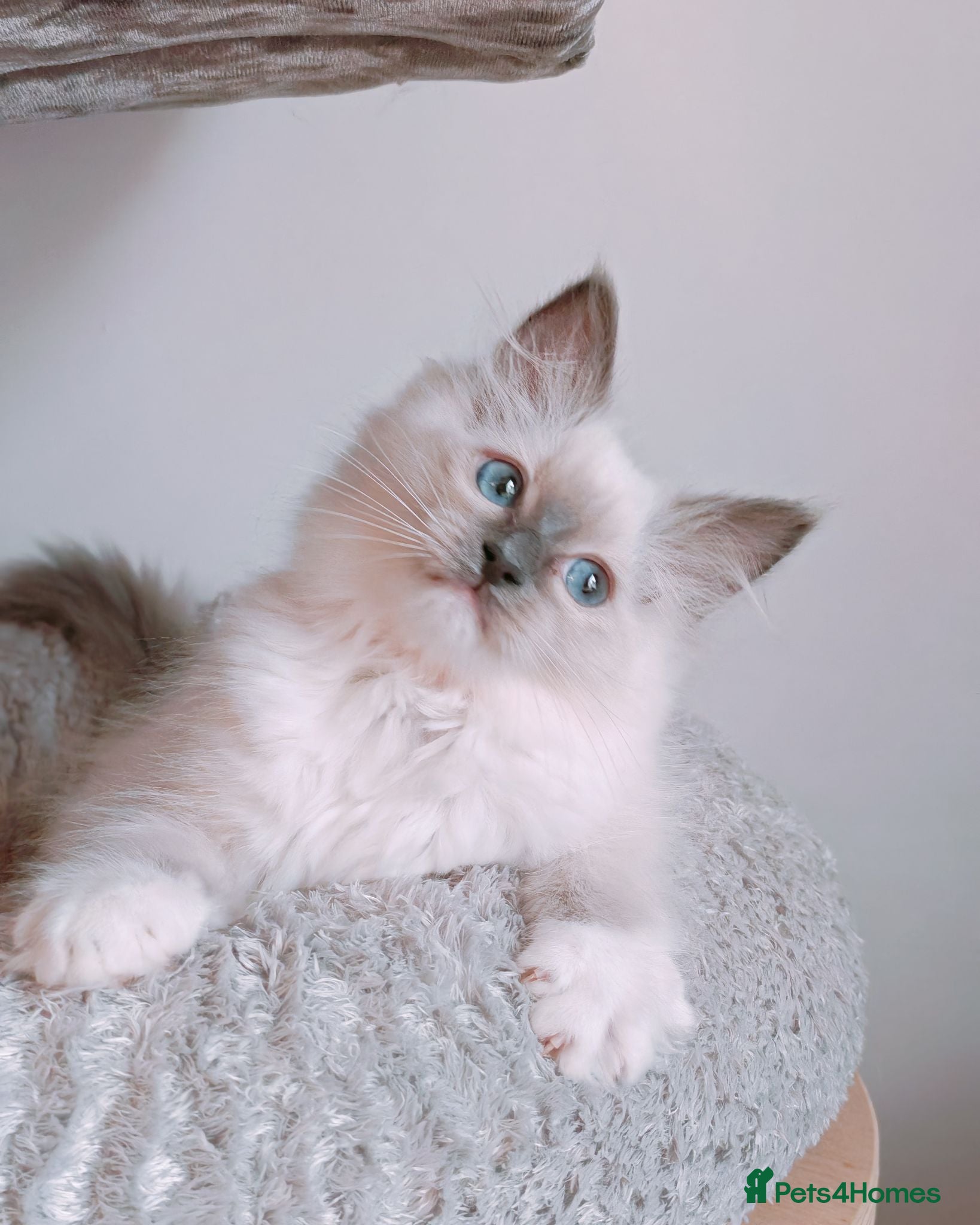 Ragdoll cats Raised with Love, looking for forever homes 🏠❤️ - Advert 4