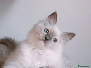 Ragdoll cats Raised with Love, looking for forever homes 🏠❤️ - Advert 4