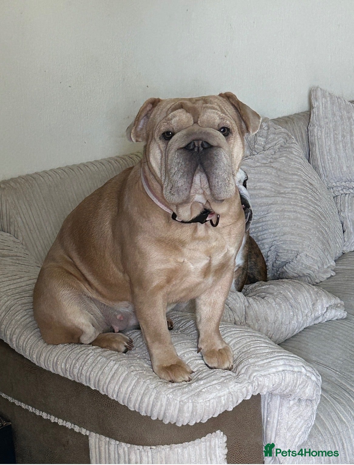 English Bulldog dogs Mabel - Advert 1