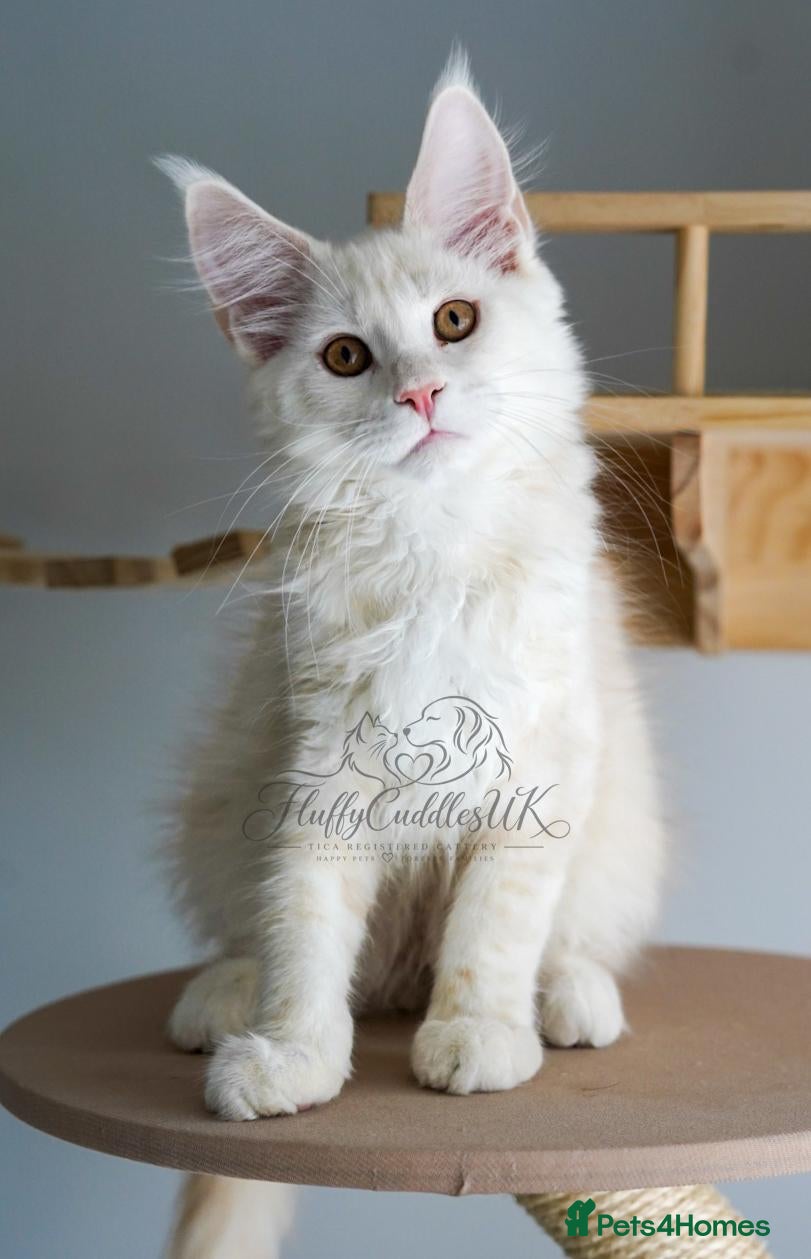 Maine Coon cats Last Boy Rare Red Shaded TICA Maine Coon - Advert 2
