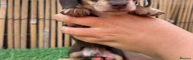 Miniature Dachshund 1