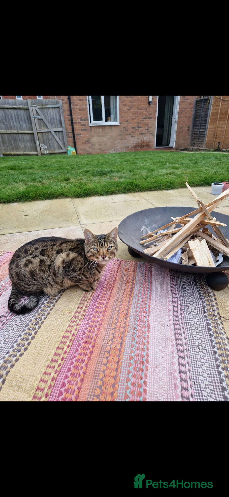 Bengal cats Pure Bengal looking for rural home as only cat - Advert 5
