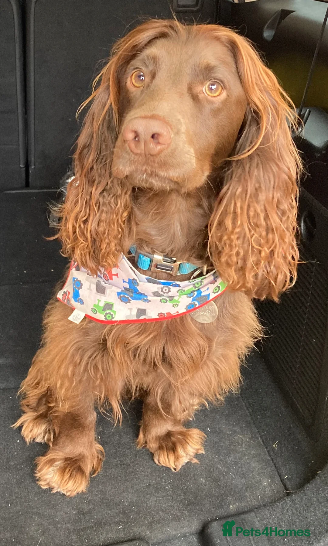 Cocker Spaniel dogs for stud: Fantastic KC registered working cocker spaniel  - Advert 9