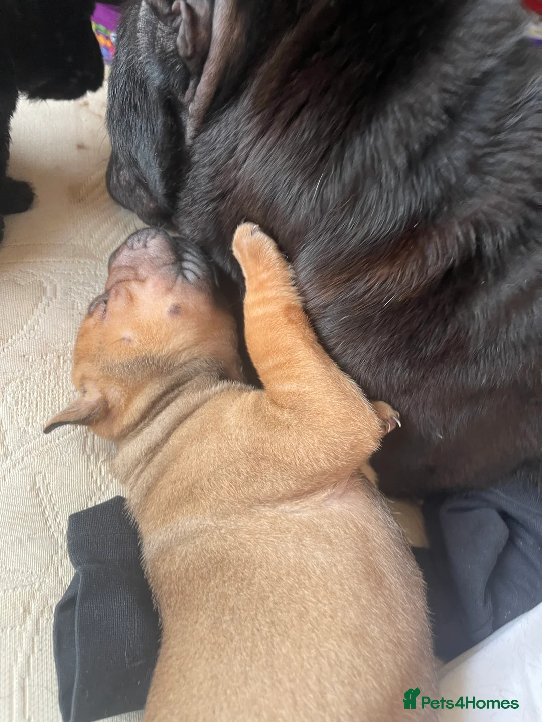 Shar Pei dogs for sale: Shar pei - Advert 6