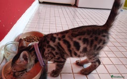 Bengal cats for sale: 1no. Female Bengal Kitten - Image 10