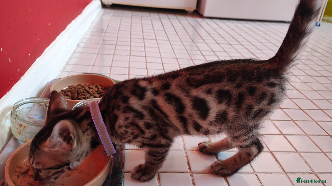 Bengal cats for sale: 1no. Female Bengal Kitten - Image 10