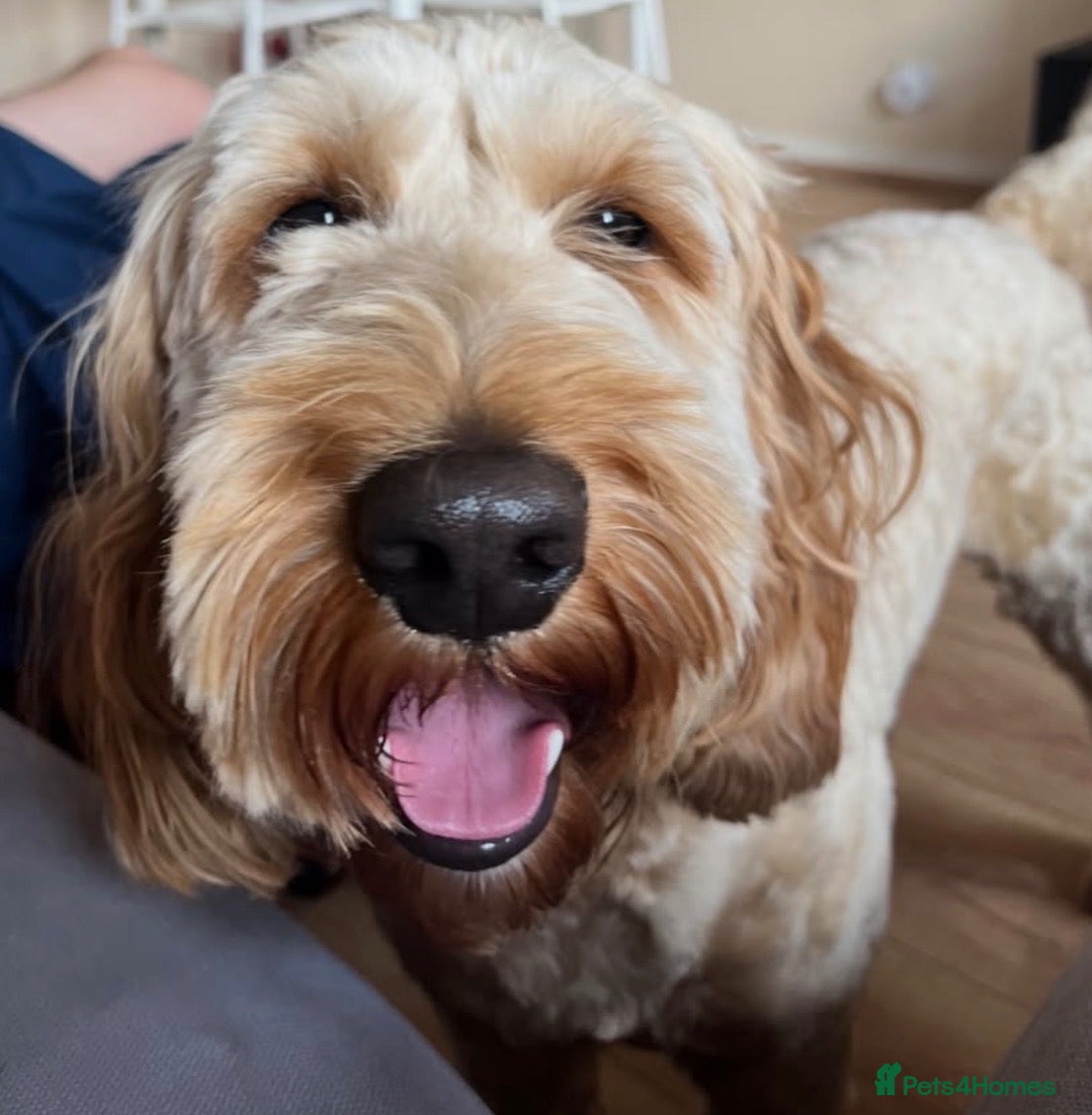 Cockapoo dogs Toby the cockapoo  - Advert 1