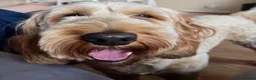 Cockapoo dogs for sale: Toby the cockapoo  in Cranleigh - Advert 1