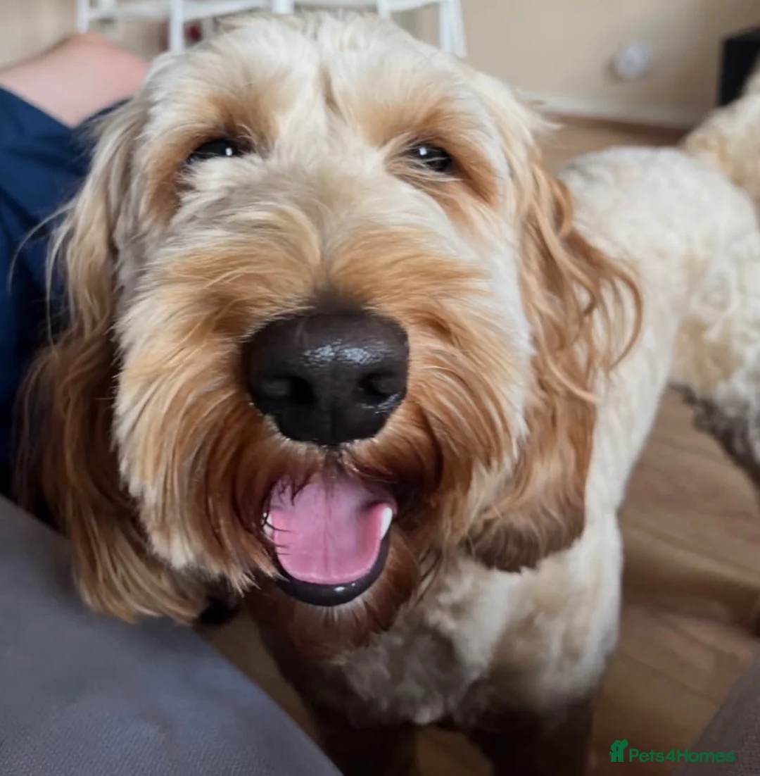 Cockapoo dogs for sale: Toby the cockapoo  in Cranleigh - Advert 1