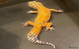 Leopard Gecko reptiles for sale: Male Leopard Gecko  - Image 3