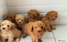 Maltipoo dogs for sale: Quality Korean maltipoos - Image 34