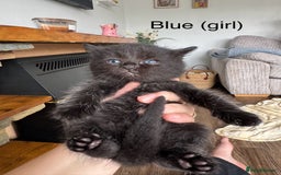 Mixed Breed cats for sale: Black mixed Kittens - Image 7
