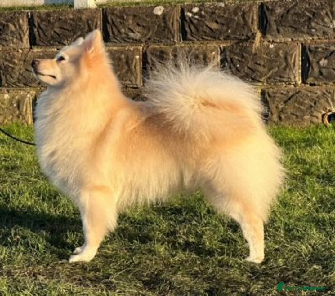 German Spitz dogs for sale: German Spitz Mittel Puppies  - Advert 1
