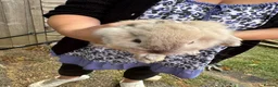 Mixed Breed rabbits for sale: Baby bunnies 2 4 £50 or £30 each - Advert 9