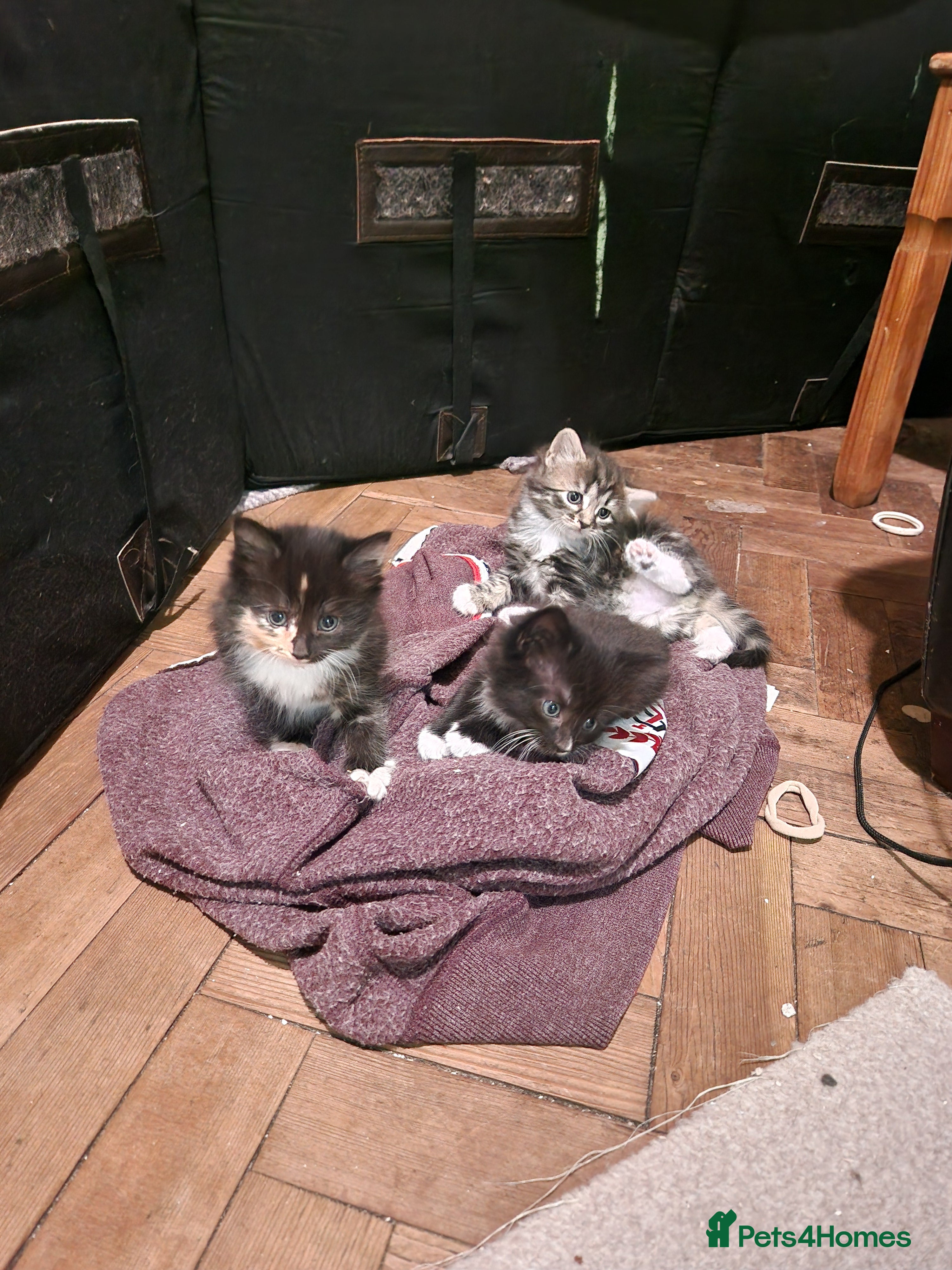 Mixed Breed cats for sale: 4 kitten  - Advert 6