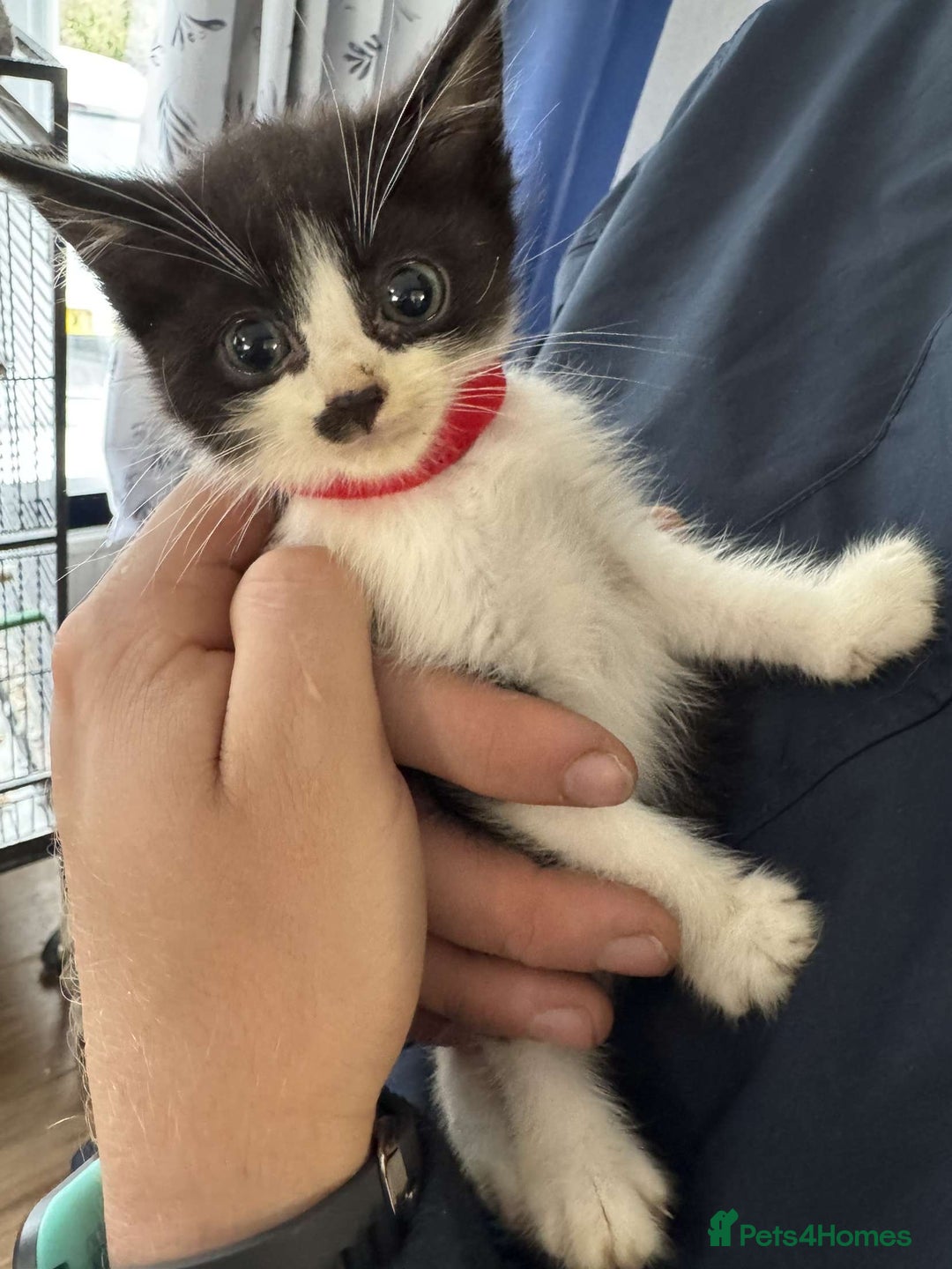 Mixed Breed cats for sale: 4 black and white kittens  - Image 1