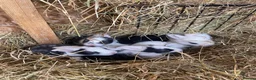 Mixed Breed rabbits for sale: Continental Giant X Giant Papillon Babies  - Advert 4
