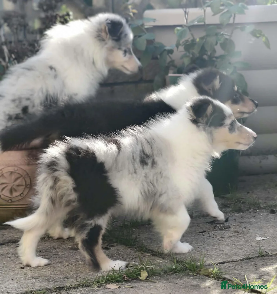 Rough Collie dogs for sale: Rough Collie Puppies-Health Tested Blue Merle Tri - Advert 2