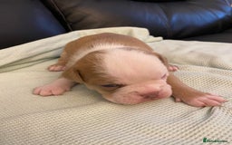 Mixed Breed dogs for sale: Old Tyme bulldogs puppies for sale.  - Image 9