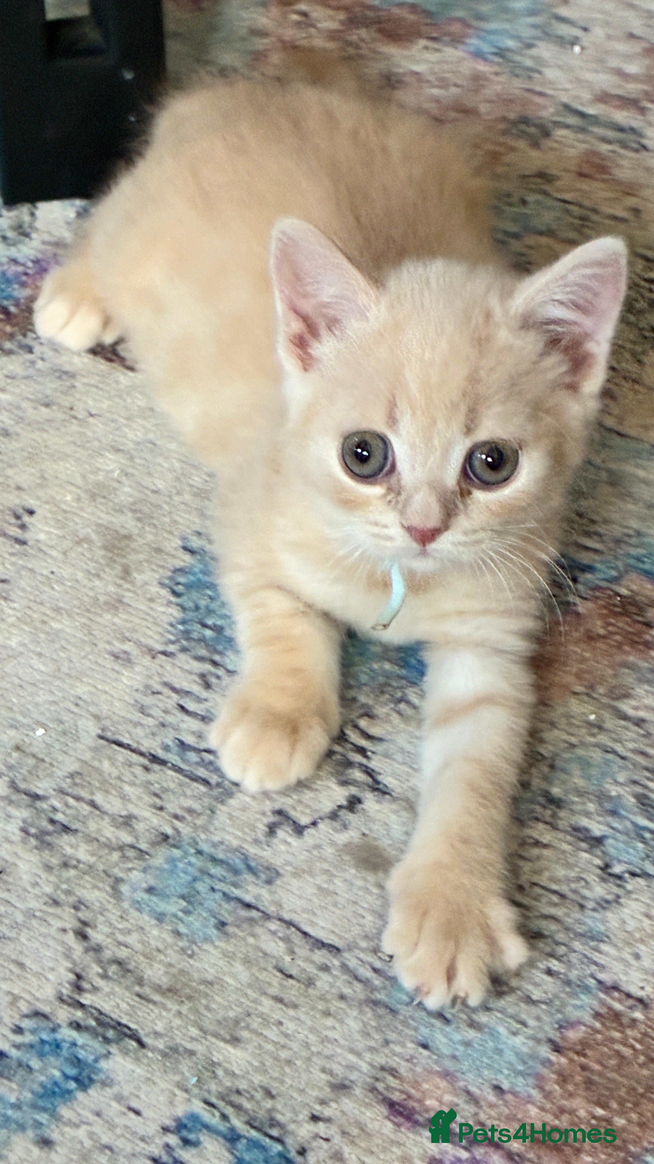 Scottish Fold cats Beautiful confident Scottish Fold/straight Kittens - Advert 2
