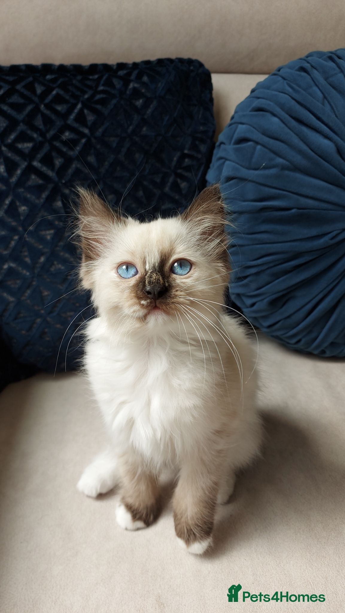 Ragdoll cats STUNNING Ragamese Kittens Ready to Leave - Advert 1