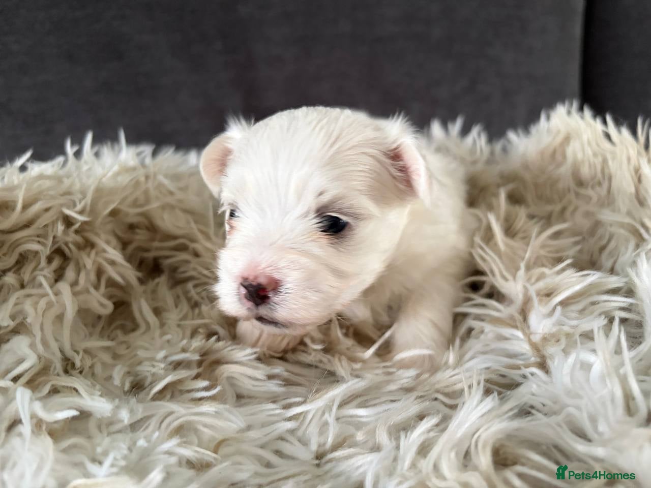 Mixed Breed dogs Beautiful Maltese Cross Puppies  - Advert 2