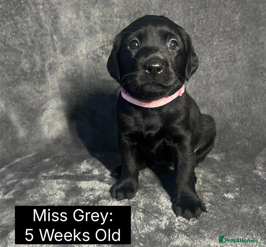 Labrador Retriever dogs for sale: 🖤🤎Superb, Kc Reg, Health Tested, Lab Pups🤎🖤 - Advert 30