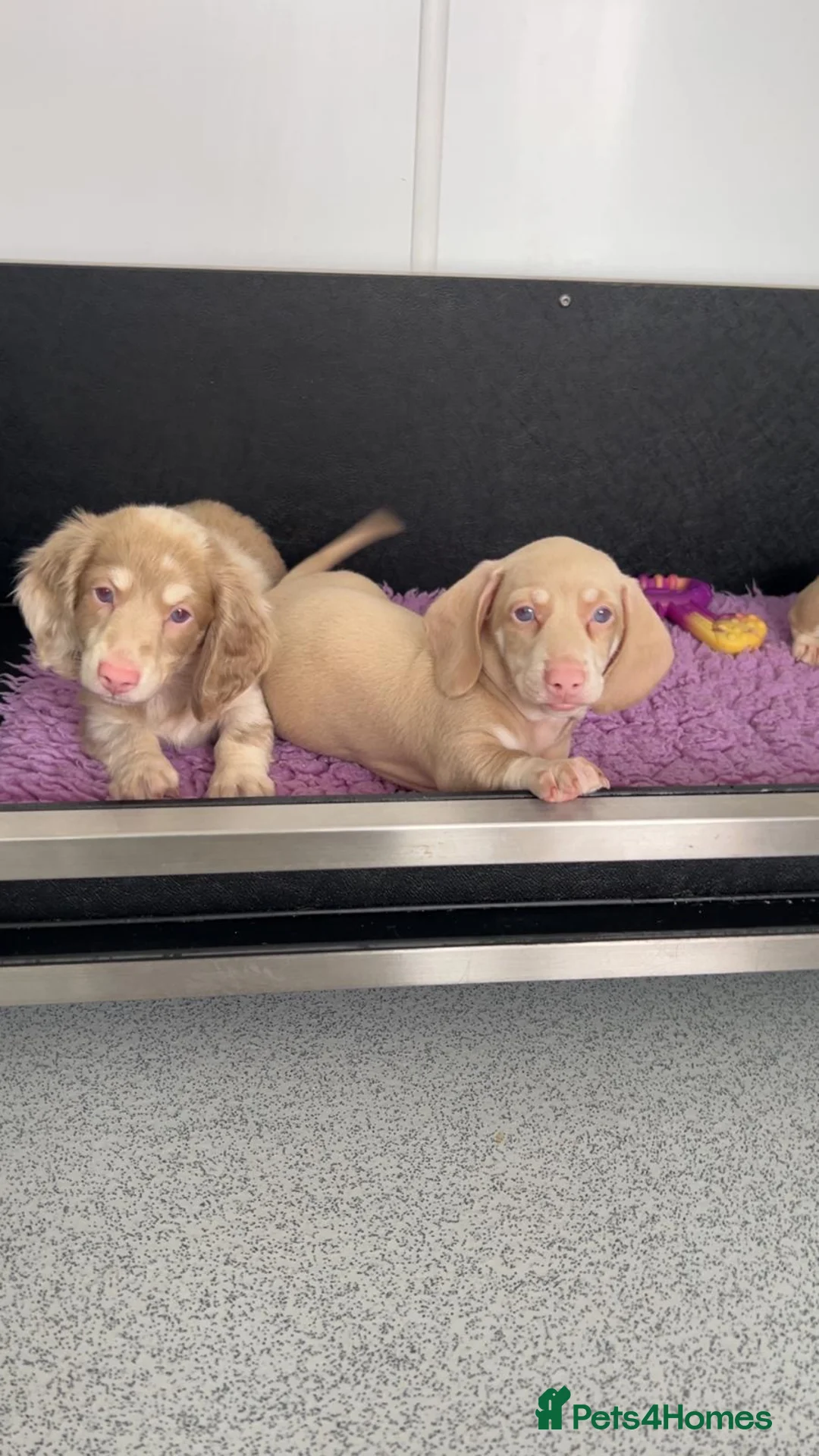 Miniature Dachshund dogs for sale: UNIQUE PINK Miniature Dachshunds in Derby - Advert 1