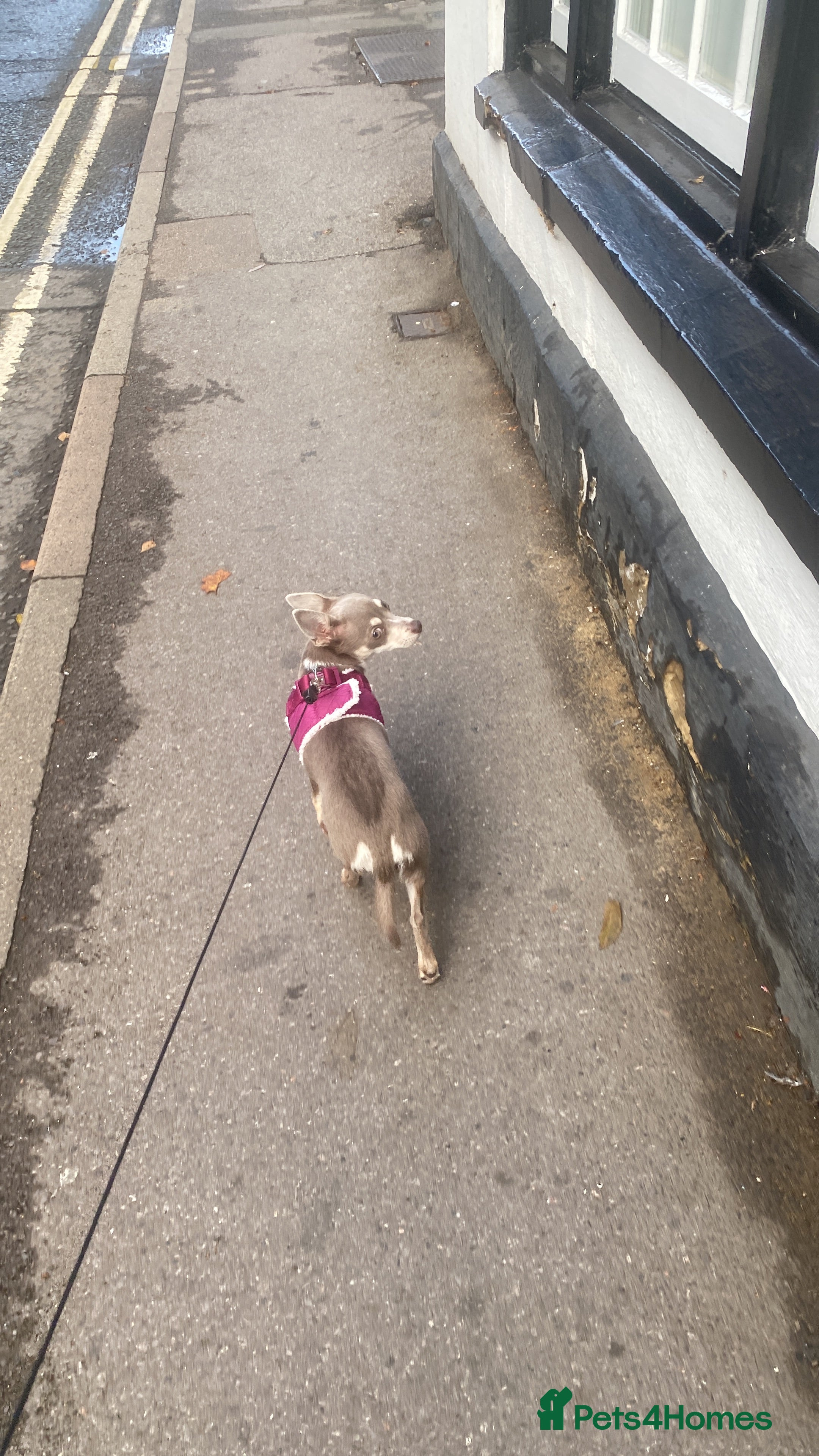 Chihuahua dogs Female Chihuahua  - Advert 10