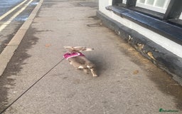 Chihuahua dogs for sale: Female Chihuahua  - Image 1