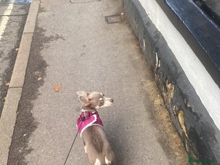 Chihuahua dogs - Advert 5