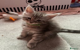 Maine Coon cats for sale: Ready Now Maine Coon kittens - Image 4