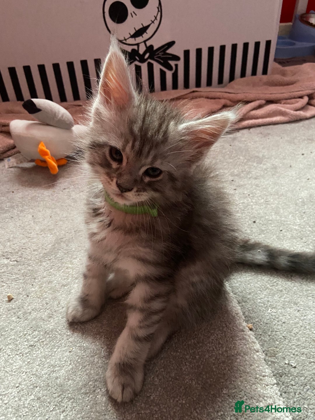 Maine Coon cats for sale: Ready Now Maine Coon kittens - Image 4
