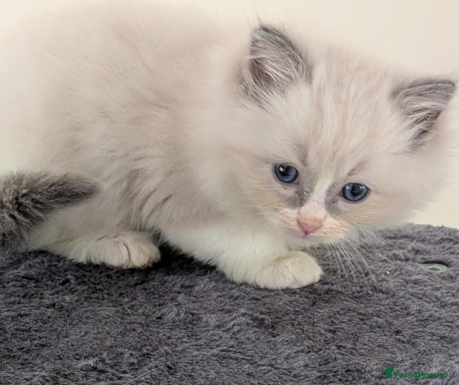 Ragdoll cats GCCF Ragdolls • Grand Champion • Blue/Seal/Lynx - Advert 2